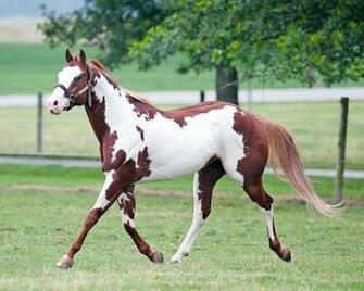 Wallpaper Photos Paint Horse Pictures Image