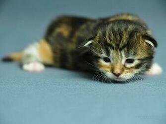 Pictures Lolcat Funny Cat Desktop Wallpaper Picture