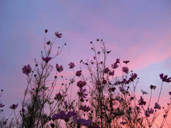Wildflowers Jz7gjyqxeza1s002 Wallpaper