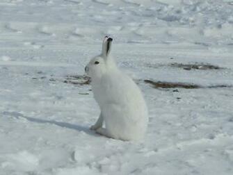 Alex Norie Gasketch Arctic Hare HD Wallpaper