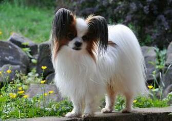 Papillon Dog Wallpaper High Resolution