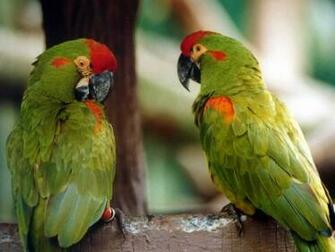 Types Of Green Parrots HD Wallpaper Background Image