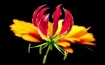 Tropical Flowers