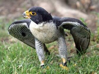 Peregrine Falcon Wallpaper Me