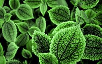 Beautiful Green Leaves Wallpaper HD