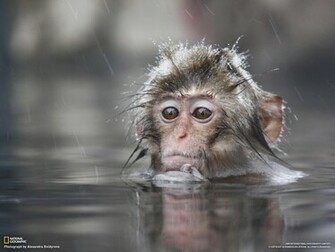 Nature Wallpaper Baby Monkey Funny