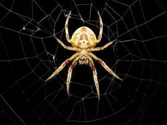 Spider Wallpaper