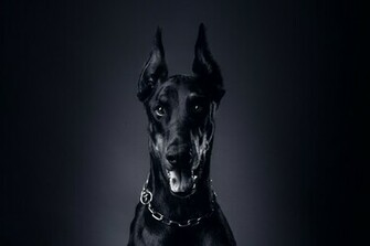 Wallpaper Dog Doberman Pinscher Language Chain Collar