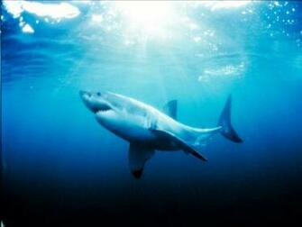 Great White Shark Wallpaper