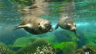 Beautiful Desktop HD Wallpaper 1080p California Sea Lion