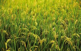 Rice Wallpaper 4k Px 4usky
