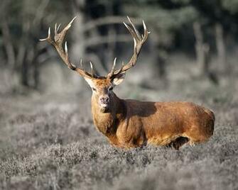 Cool Deer Background Herd Of Wallpaper