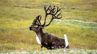 Picture Of Reindeer Wallpaper Pin It
