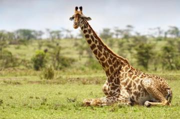 Giraffe Maasai Mara Kenya