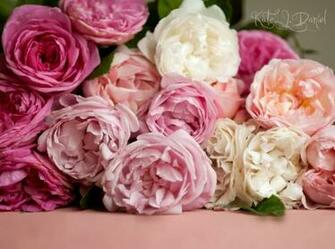 Old English Roses Wallpaper