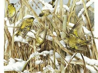 Marjolein Bastin Mice Dutch And Artists