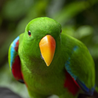 Eclectus Problem Parrots