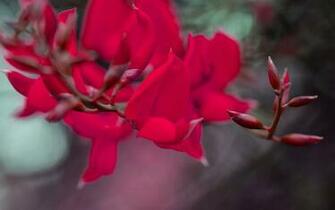 Beautiful Red Flowers UHD Desktop Wallpaper New HD