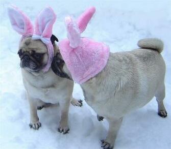 Pug Easter Bunny Kiss Rabbits Photo