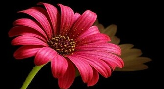 Beautiful Pink Daisy Wallpaper T