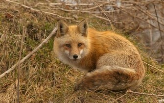 Red Fox Wallpaper
