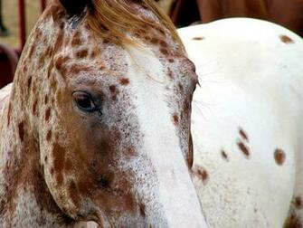 Horses Are Just Dumb And Those Whothink That Can T Be