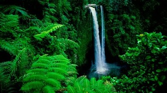 Forest Background Image HD Wallpaper Of Nature