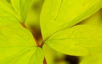 Yellow Green Leaves Wallpaper
