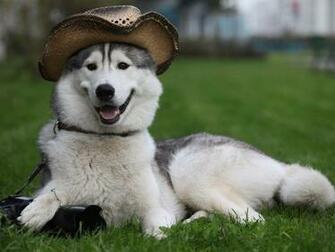 Dogs iPad Wallpaper Husky Background Theme