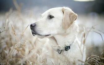 Labrador Retriever HD Wallpaper For Desktop Jpg