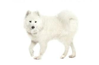 Samoyed Dog In Front Of A White Background Royalty Stock