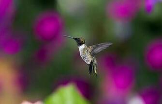 Hummingbird HD Wallpaper High Definition