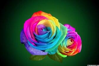 Rainbow Roses Wallpaper
