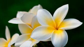 Plumeria HD Wallpaper