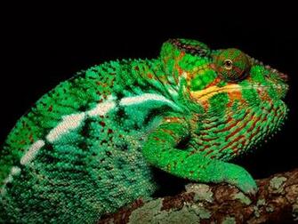 Panther Chameleon