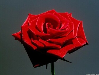 Flower Wallpaper Pictures Red Rose Flowers Gifts