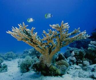 Live Wallpaper For Laptop Acropora