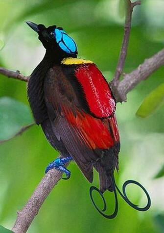 Most Beautiful Birds Of The World Winson S Bird Paradise