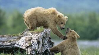 Wallpaper Grizzly Bears Alaska X Widescreen Desktop