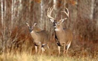 Deer Image HD Wallpaper Desktop Background For
