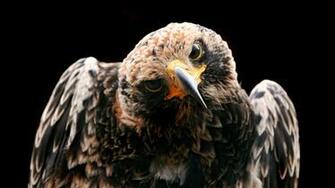Golden Eagle Wallpaper Px HDwallsource