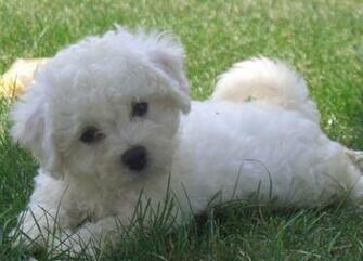 Teacup Maltese The Dog Wallpaper Best