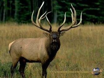 Wallpaper Sea Elk