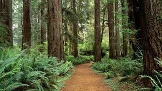 Sequoia National Park Wallpaper In HD Quality