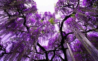 Purple Nature HD Wallpaper
