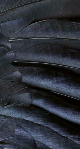 Pattern Feather Black Cool Ios9 Wallpaper Sc iPhone7plus