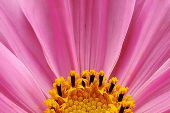 Girly Wallpaper Pink Desktops Lovely iPad Ipod Smartphone Background