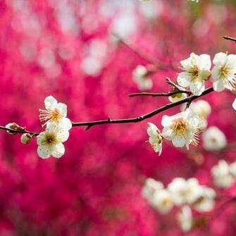 Spring White Blooms iPad Air Wallpaper iPhone