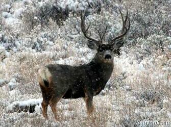 Mule Deer Background Trophy