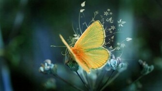 Butterfly Desktop Wallpaper